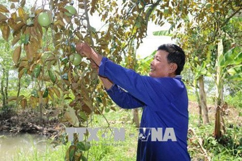 Tăng năng suất, chất lượng nông sản Việt từ mô hình liên kết trực tiếp ảnh 3