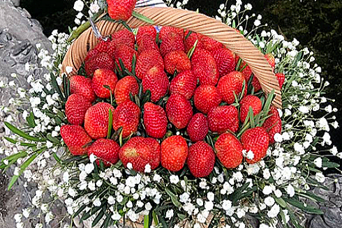 [Audio 7-3-2019] "Hoa ăn được" giá tiền triệu đắt khách ngày 8-3 ảnh 1