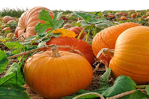 10 loại thực phẩm giúp tiêu diệt tế bào ung thư trong cơ thể ảnh 8