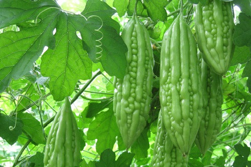 10 loại thực phẩm giúp tiêu diệt tế bào ung thư trong cơ thể ảnh 6