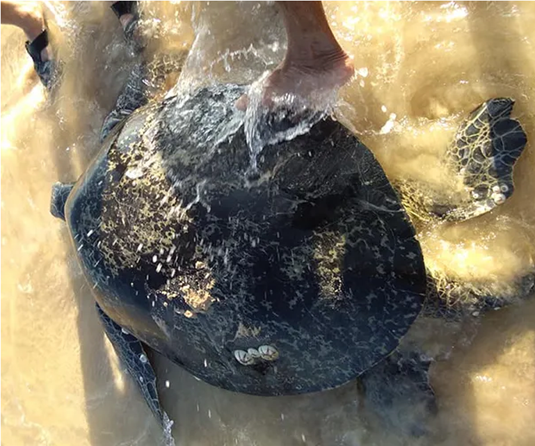[AUDIO 24-11-2019] Thả cá thể rùa nặng 100kg về môi trường biển ảnh 1