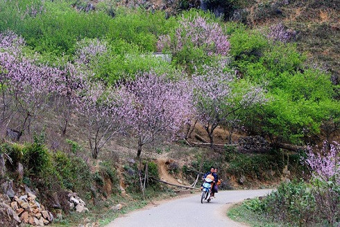 Top những điểm du lịch hấp dẫn nhất Việt Nam dịp Tết Nguyên đán 2019 ảnh 4