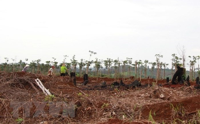 Điều tra vụ san ủi trái phép 2.000m2 đất lâm nghiệp tại Lâm Đồng ảnh 1