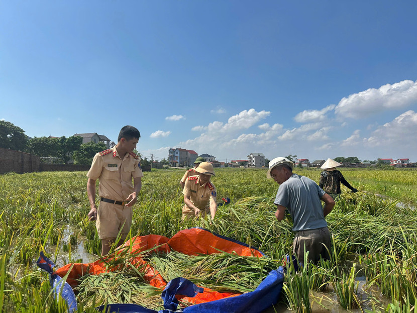 Công an Hà Nội gặt lúa giúp nhân dân
