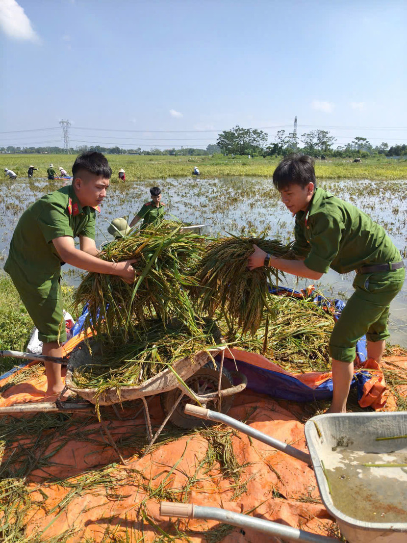 Dự kiến trong ngày 17-10 sẽ thu hoạch lúa trên diện tích khoảng 3 ha tại cánh Đồng Trong.