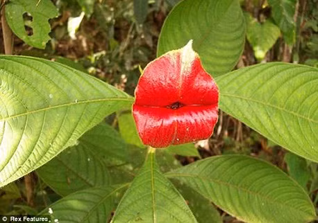 Kỳ lạ loài hoa giống hệt môi người ảnh 1
