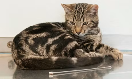 Chú mèo Alphie và chiếc ăng ten nuốt phải