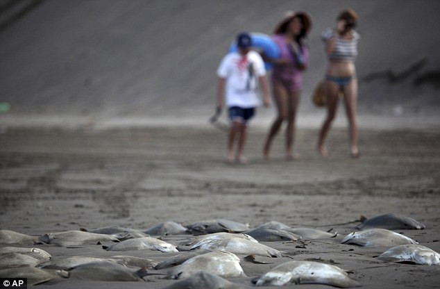 250 con cá đuối phơi xác trên bờ biển ảnh 3 250 con cá đuối phơi xác trên bờ biển ảnh 3