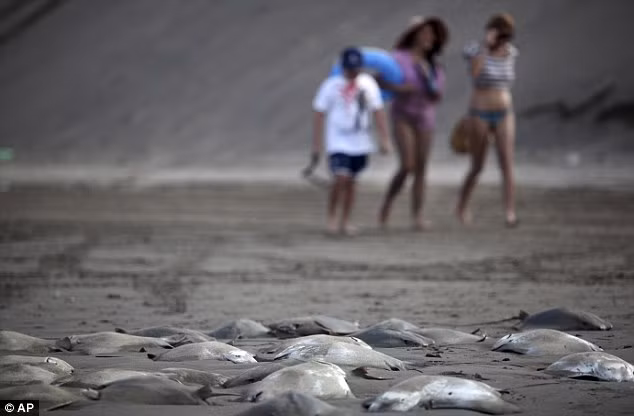 250 con cá đuối phơi xác trên bờ biển ảnh 3