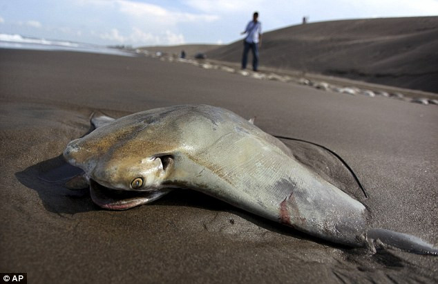 250 con cá đuối phơi xác trên bờ biển ảnh 2 250 con cá đuối phơi xác trên bờ biển ảnh 2