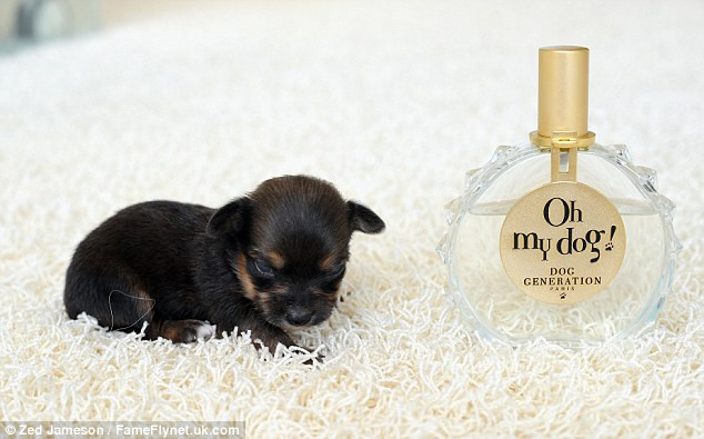 Ngắm nghía chú chó nhỏ nhất nước Anh ảnh 3