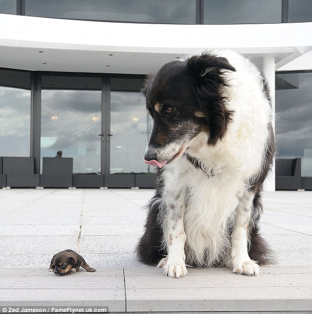 Ngắm nghía chú chó nhỏ nhất nước Anh ảnh 5