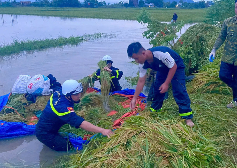 CBCS Công an huyện Mỹ Đức gặt lúa giúp nhân dân chạy lũ