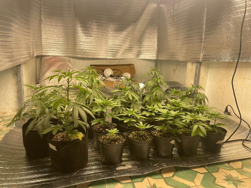 Số cần sa bị thu giữ