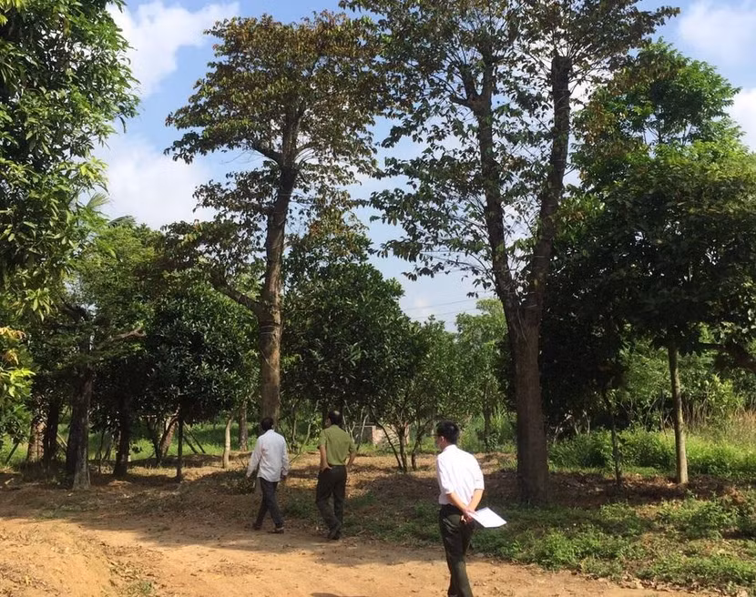 Trên địa bàn Thạch Thất có 4 xã có rừng, gồm Thạch Hòa, Tiến Xuân, Yên Bình, Yên Trung