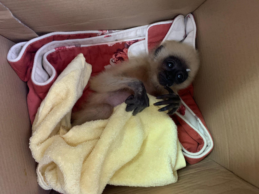 Cá thể vượn bị vận chuyển từ Bình Thuận ra Hà Nội Cá thể vượn bị vận chuyển từ Bình Thuận ra Hà Nội