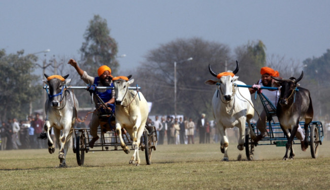 Kỳ dị thế vận hội ở nông thôn Ấn Độ ảnh 5