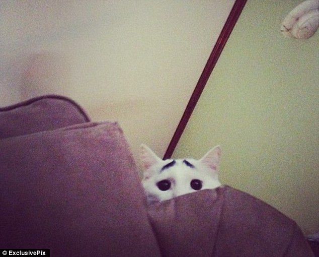 Sốc với chú mèo có lông mày như người ảnh 2