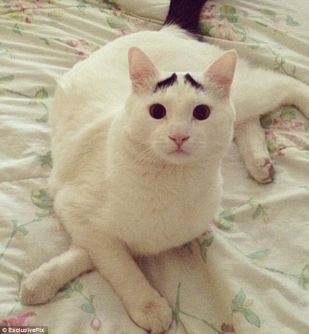 Sốc với chú mèo có lông mày như người ảnh 7