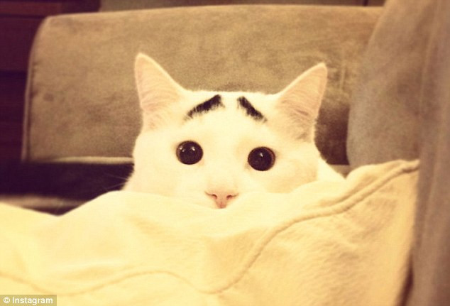 Sốc với chú mèo có lông mày như người ảnh 1