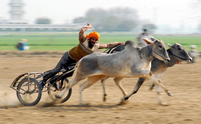 Kỳ dị thế vận hội ở nông thôn Ấn Độ ảnh 1