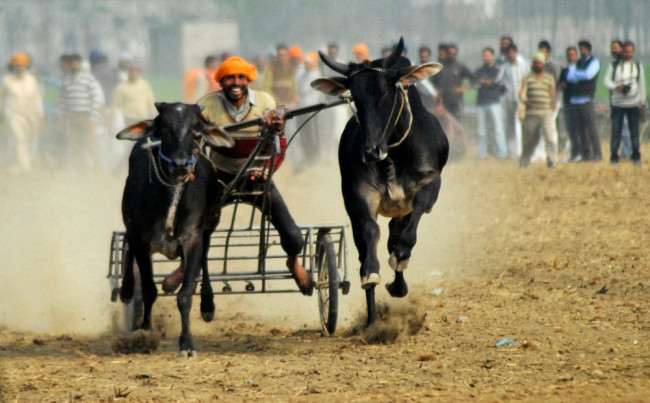 Kỳ dị thế vận hội ở nông thôn Ấn Độ ảnh 2