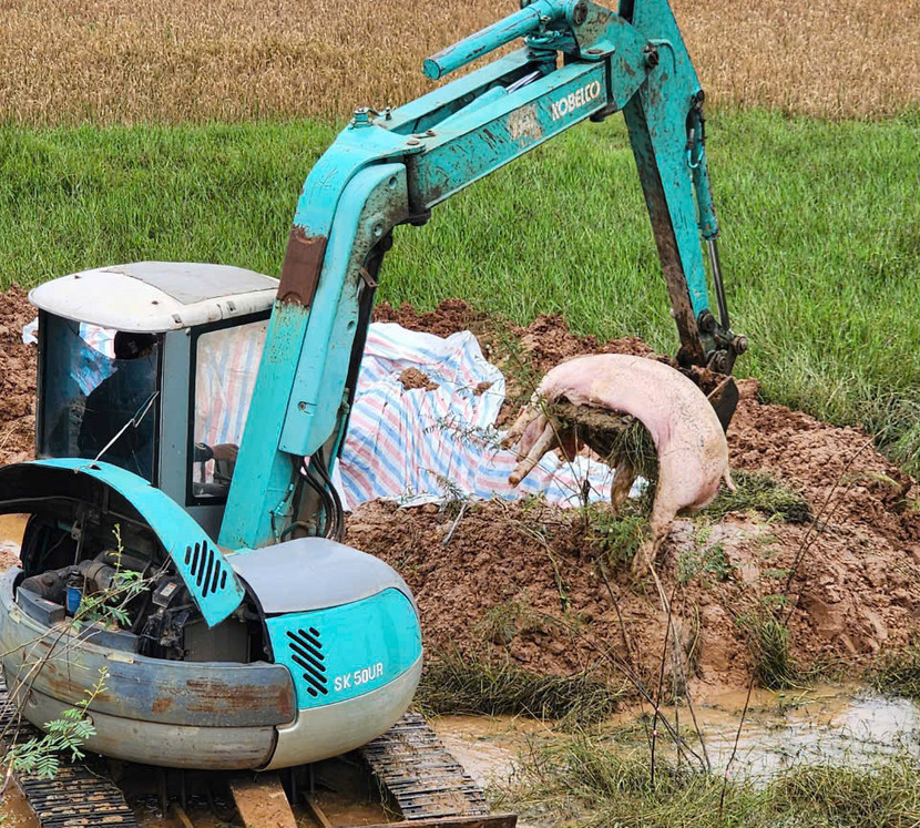 Tiêu hủy 2,8 tấn lợn tại cơ sở này