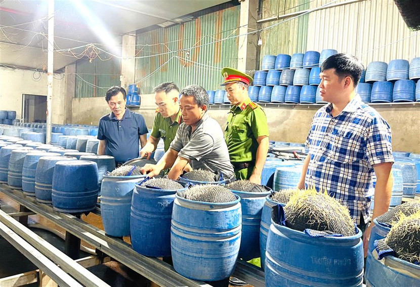 Đại tá Trần Quốc Huy, Phó Giám đốc Công an tỉnh Lào Cai chỉ đạo kiểm tra các cơ sở làm giá đỗ. Đại tá Trần Quốc Huy, Phó Giám đốc Công an tỉnh Lào Cai chỉ đạo kiểm tra các cơ sở làm giá đỗ.