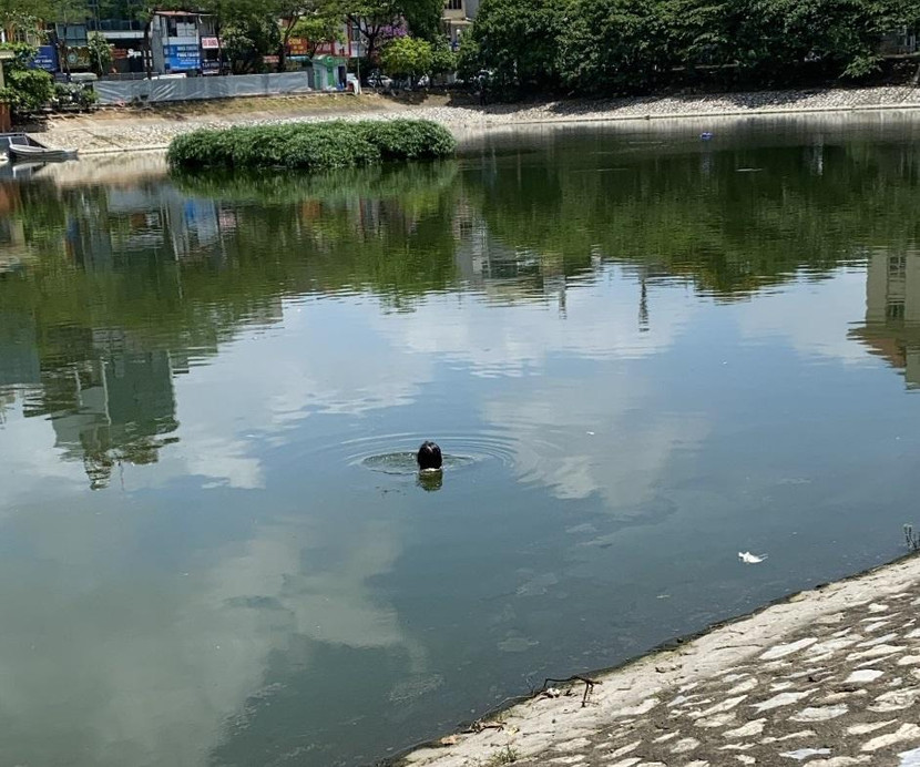 Người phụ nữ nhảy xuống hồ định quyên sinh Người phụ nữ nhảy xuống hồ định quyên sinh