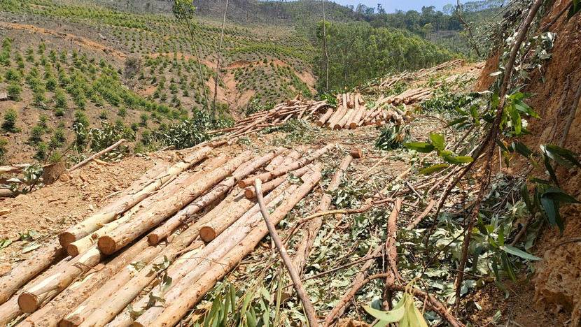 Những cánh rừng bị khai thác, phá hủy Những cánh rừng bị khai thác, phá hủy