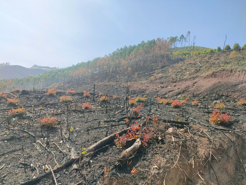 Những cánh rừng trơ trụi bởi sự tàn phá Những cánh rừng trơ trụi bởi sự tàn phá