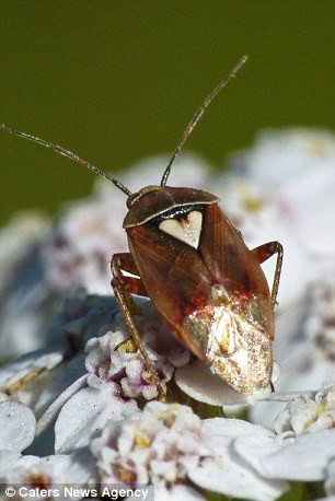 Những trái tim của tạo hóa thiên nhiên ảnh 5