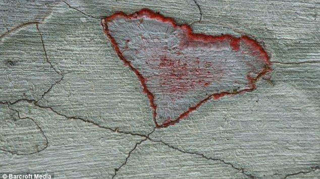 Những trái tim của tạo hóa thiên nhiên ảnh 9