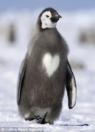 Những trái tim của tạo hóa thiên nhiên ảnh 3