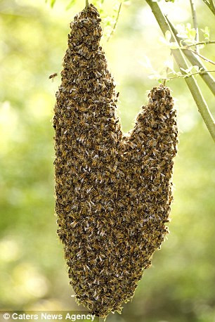 Những trái tim của tạo hóa thiên nhiên ảnh 4