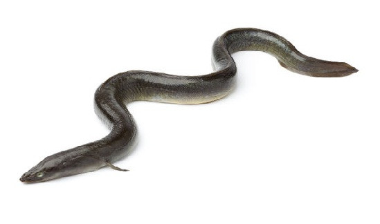 Kinh hoàng: Lươn “tá túc” trong cơ thể người ảnh 1