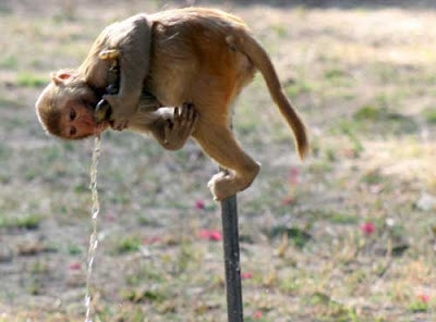 Bắn chết vợ bị tưởng nhầm là… khỉ ảnh 1