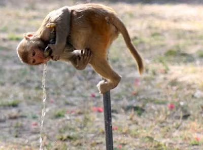 Bắn chết vợ bị tưởng nhầm là… khỉ ảnh 1