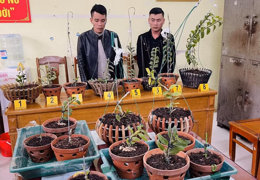 Hai đối tượng trộm lan "đột biến" bị bắt giữ