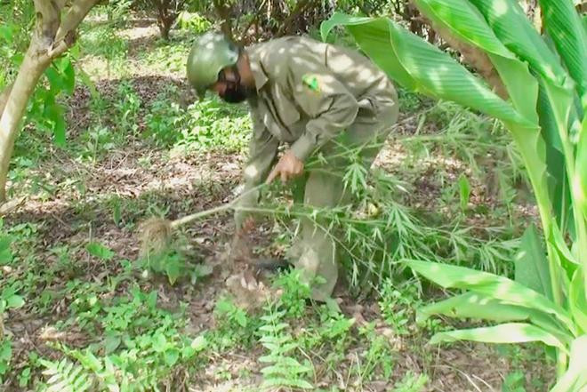 Lực lượng chức năng nhổ bỏ cây cần sa ở khu vườn của Frederic trên địa bàn quận Long Biên