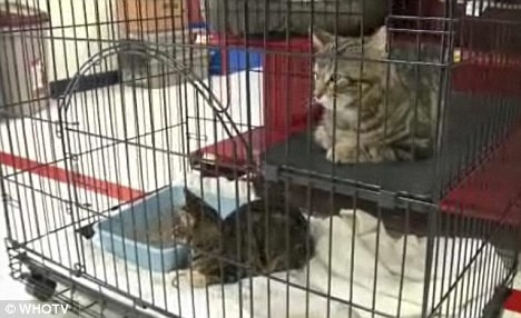 Thần kỳ chú chó cứu 2 con mèo bị vứt trên đường ảnh 4