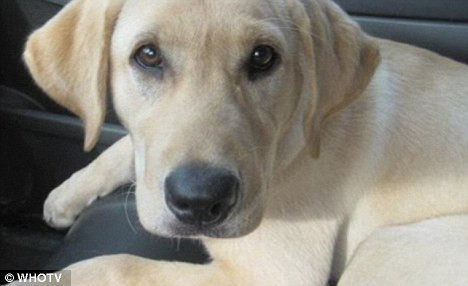 Thần kỳ chú chó cứu 2 con mèo bị vứt trên đường ảnh 1