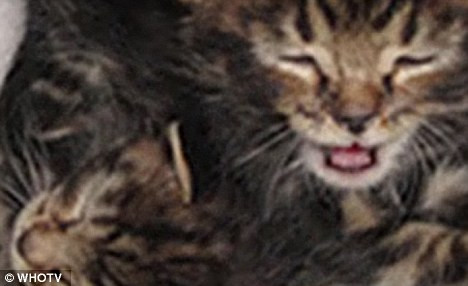 Thần kỳ chú chó cứu 2 con mèo bị vứt trên đường ảnh 2