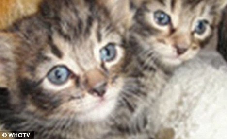 Thần kỳ chú chó cứu 2 con mèo bị vứt trên đường ảnh 3