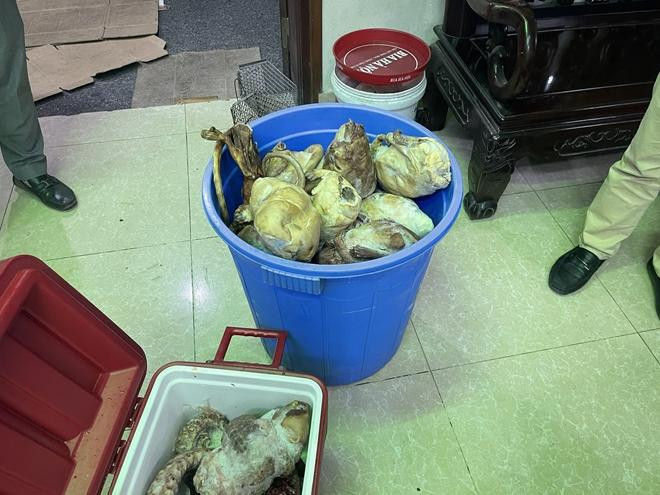 Số cá thể tê tê bị phát hiện