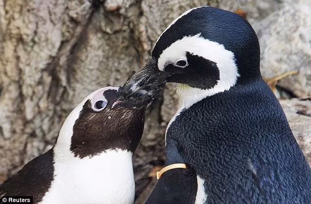Phát hiện cặp đôi chim cánh cụt đồng tính ảnh 3