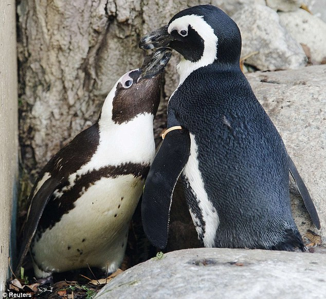 Phát hiện cặp đôi chim cánh cụt đồng tính ảnh 2