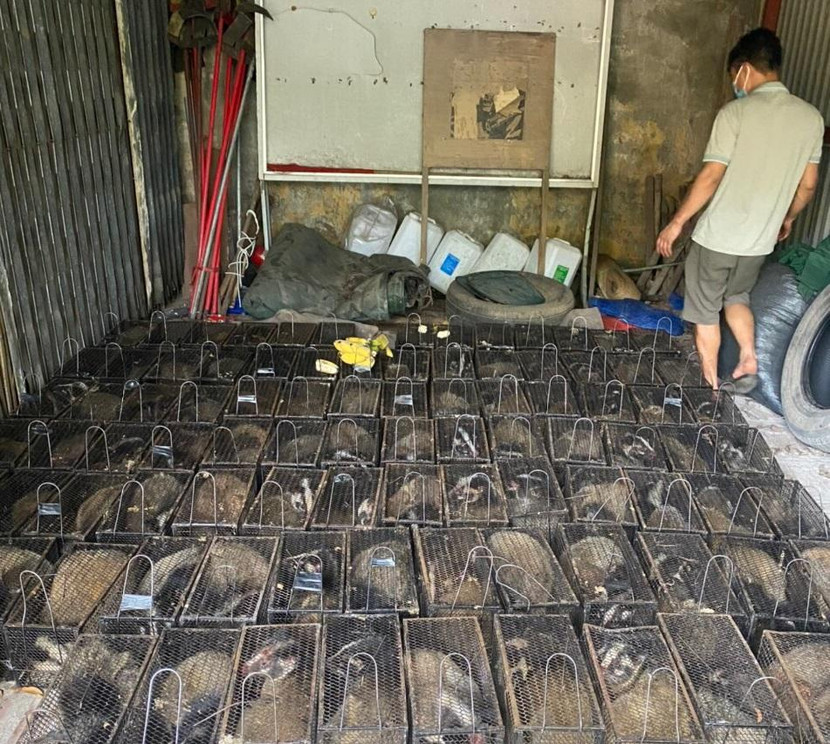 Số cầy vòi mốc bị vận chuyển trái phép