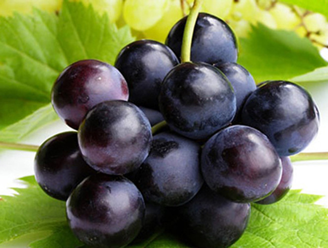 Nếu ai đó ăn được hết 12 quả trước khi bước sang năm mới, điều đó có nghĩa rằng họ sẽ có một năm mới thịnh vượng. Nếu ai đó ăn được hết 12 quả trước khi bước sang năm mới, điều đó có nghĩa rằng họ sẽ có một năm mới thịnh vượng.