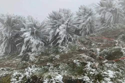 Các tỉnh Bắc Bộ, Thanh Hóa, Nghệ An chủ động ứng phó rét đậm